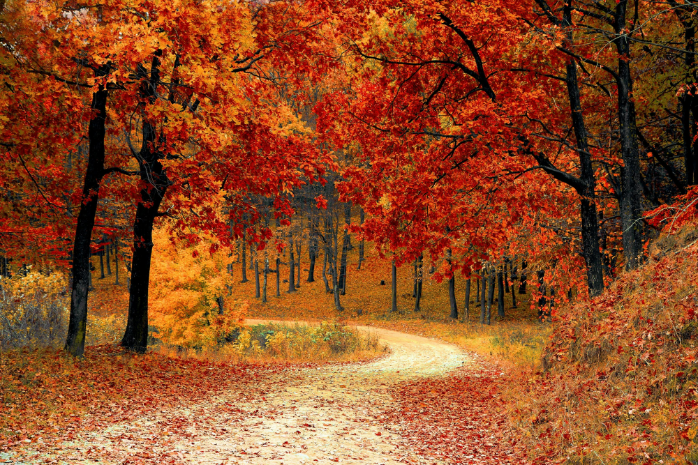 A photo of a forest path in autumn, red and yellow foliage scattered around the frame of the image.