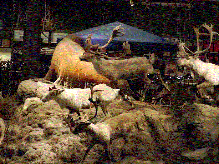 Taxidermy elk warmly lit and frozen among fake grass.