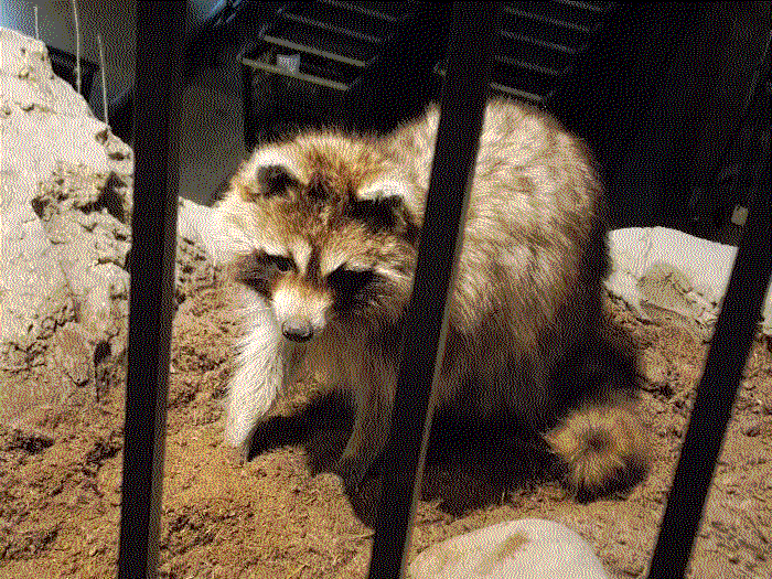 A closeup of a cute taxidermy raccoon through bars.