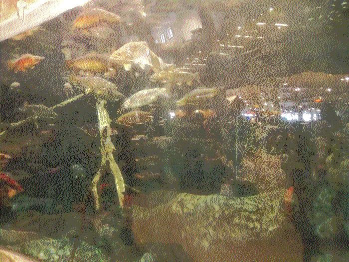 A photo of a large, 8ft tall reflective fishtake, with bass scattered all over the place.