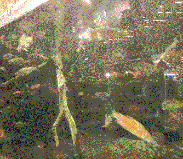 An alternate photo of the above, with fish more scattered.