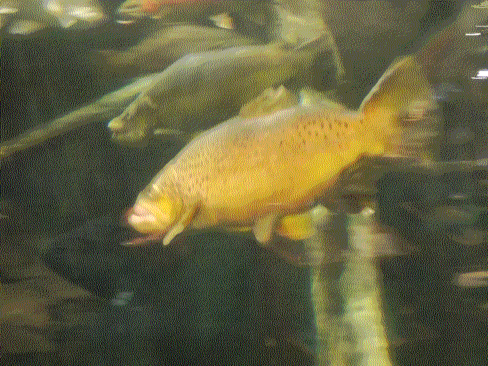 A closeup of a bass, with slight blur on it due to how fast it's swimming.