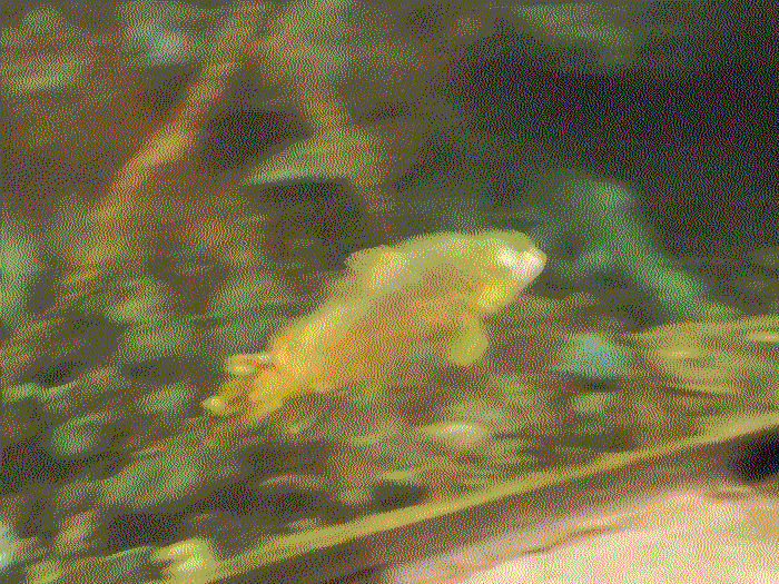 An extremely blurry photo of a fish