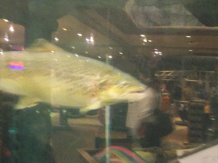 Another extremely blurry photo of a fish, but closer this time.