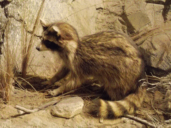 A closeup of another taxidermy raccoon, facing left.