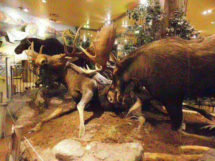 A photo of two large taxidermy moose fighing.